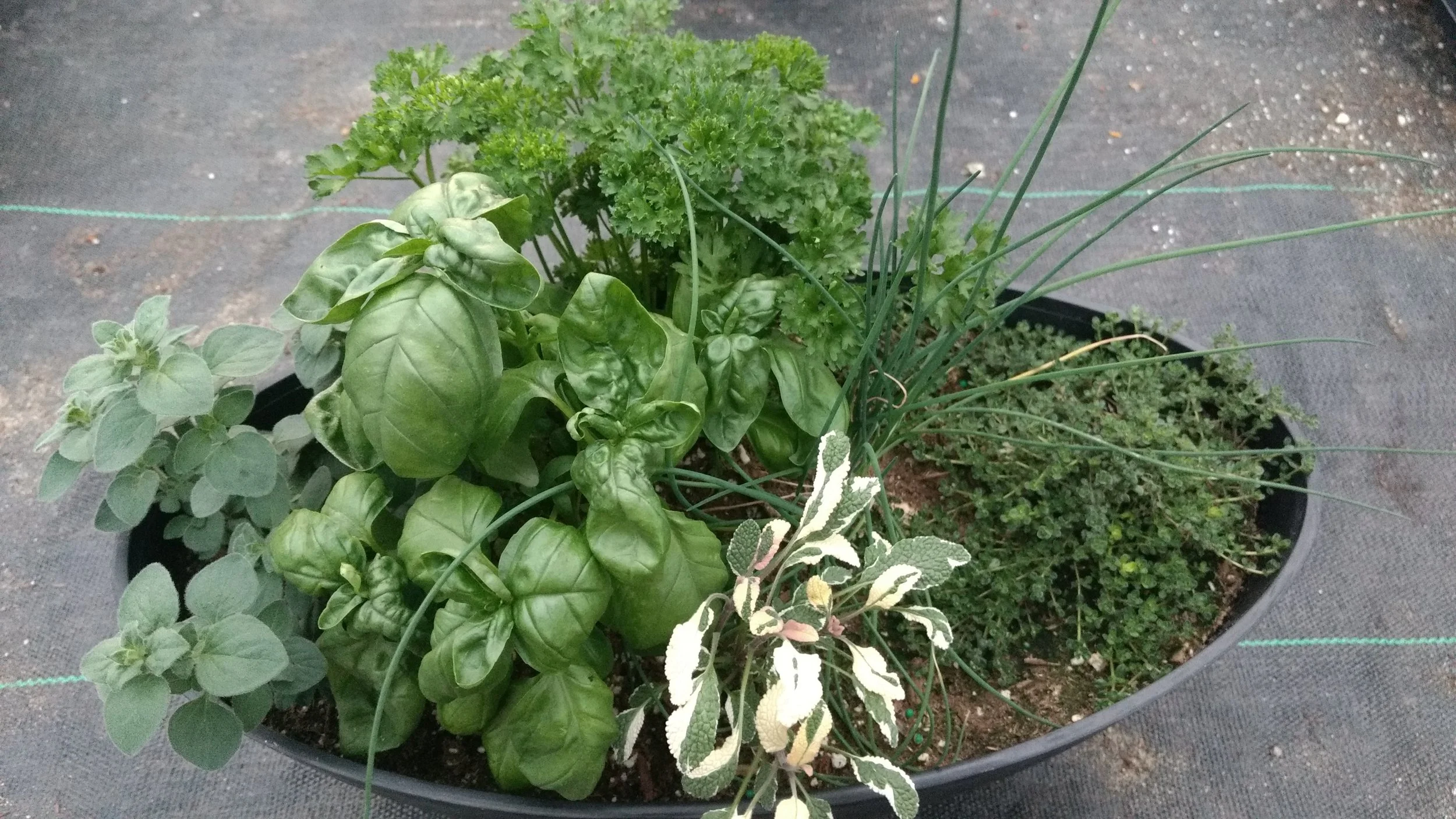 Greenbush Greenhouses and Farm