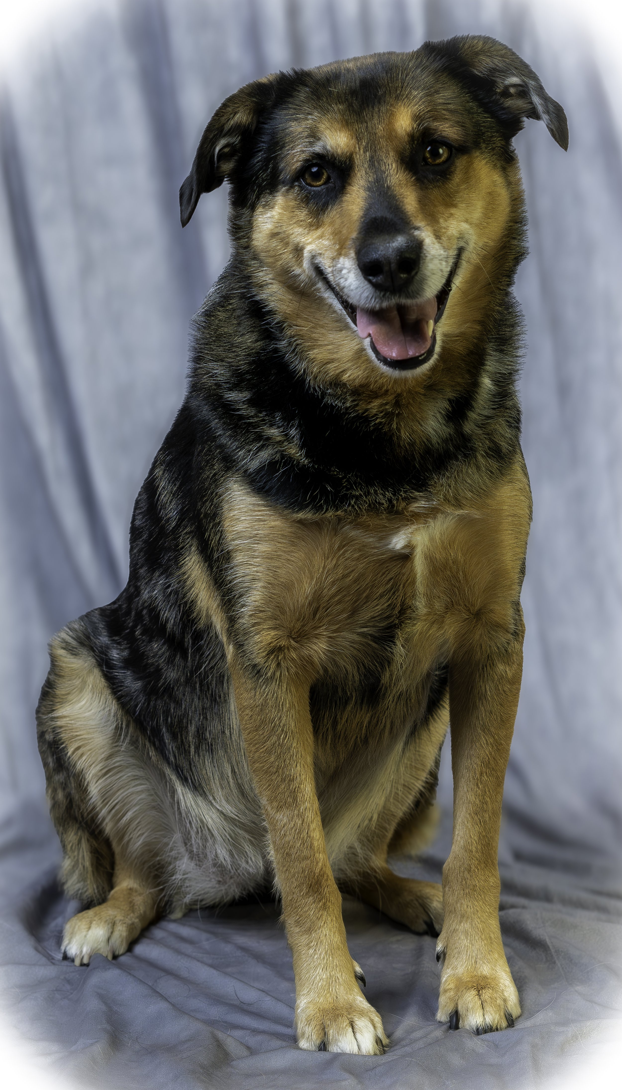 Smiling dog sitting on a gray backdrop.
