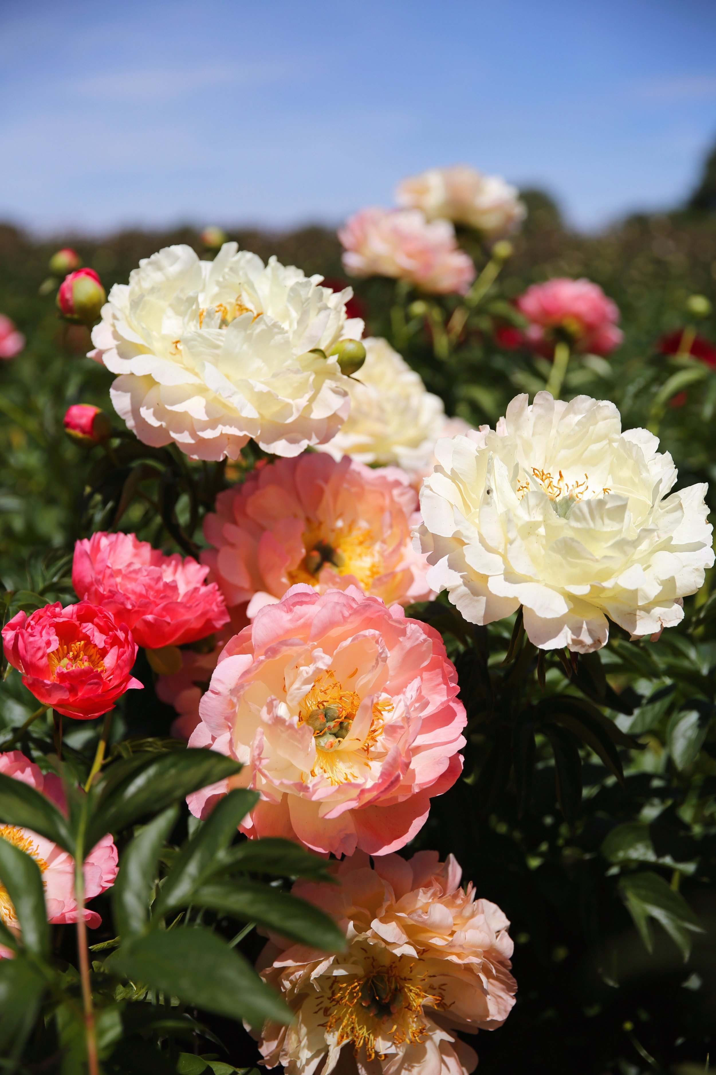 A Visit To A Peony Farm