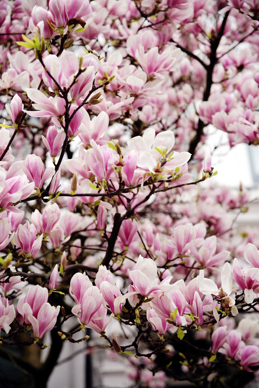 Why I Photograph The Blossom Every Spring