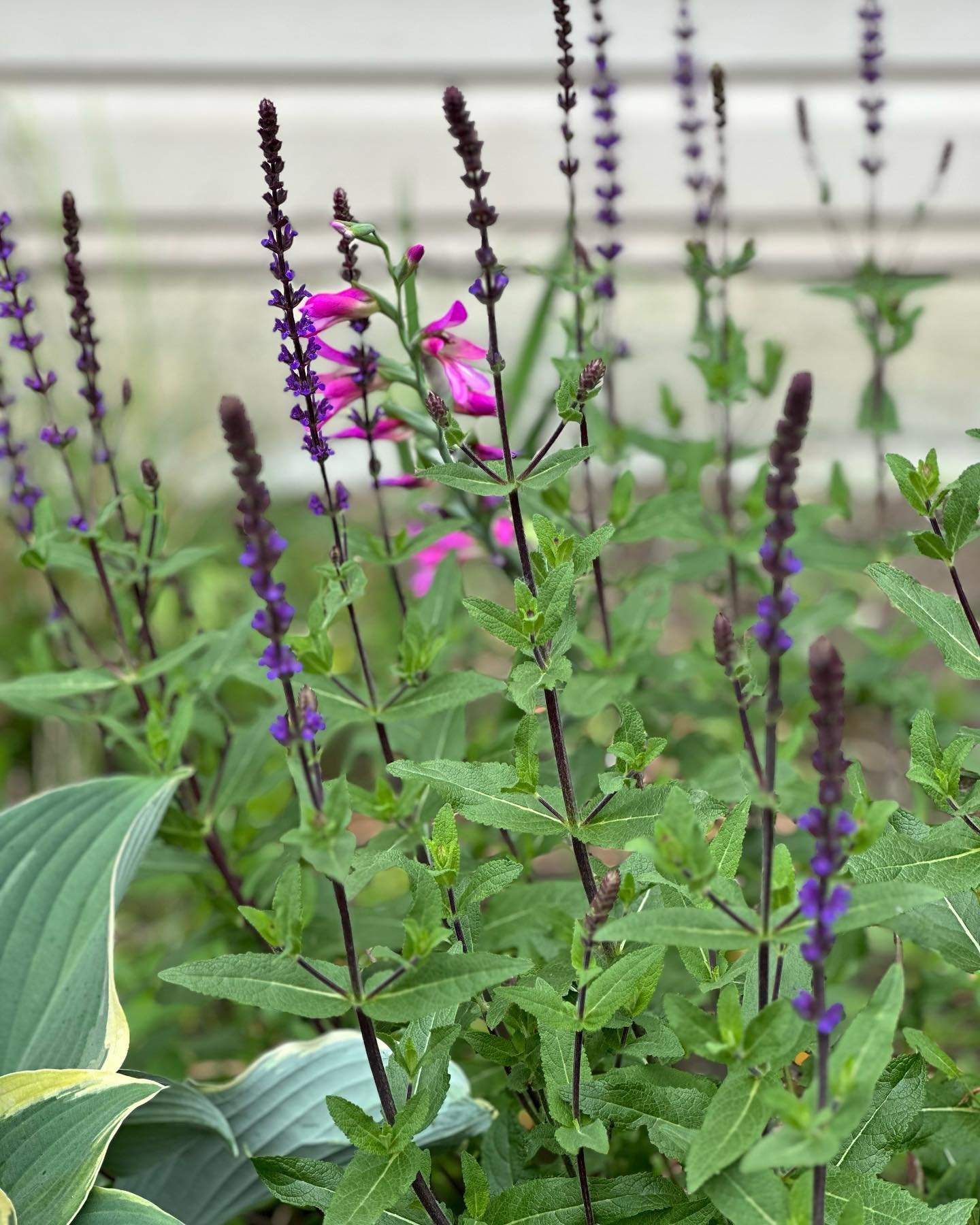 Loving the plant, colour and texture combinations so far this season.

#davidaustinroses #salvia #allium #landscapedesign #gardendesign #gardening #perennials #roses