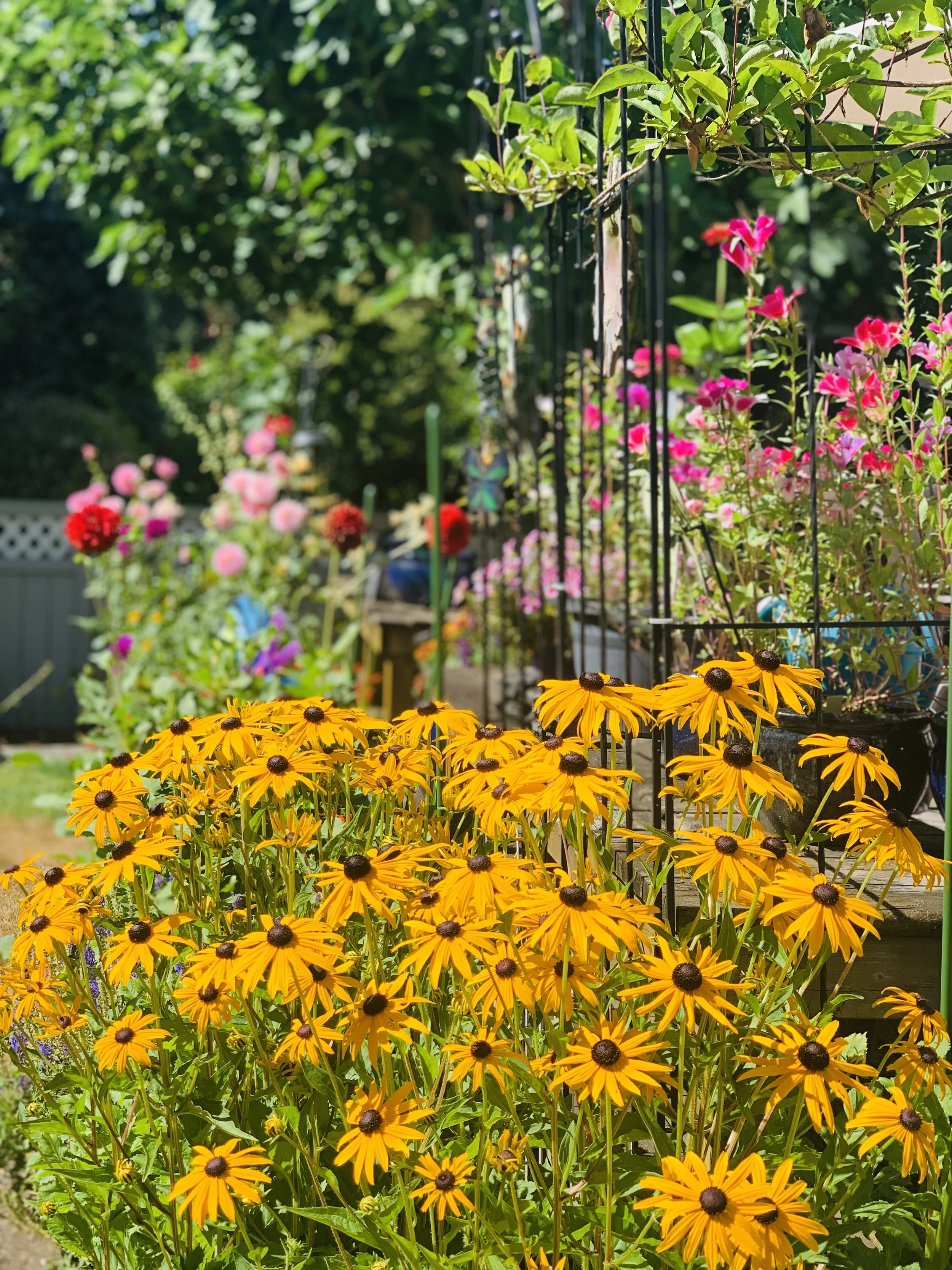 Wenman Perennials.jpg