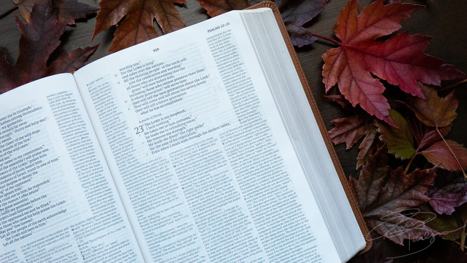 NET Bible Review Full Notes Edition, New English Translation from