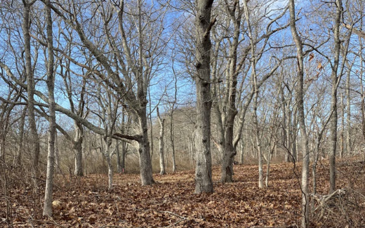 Kinship  Healing Center:  View of the land