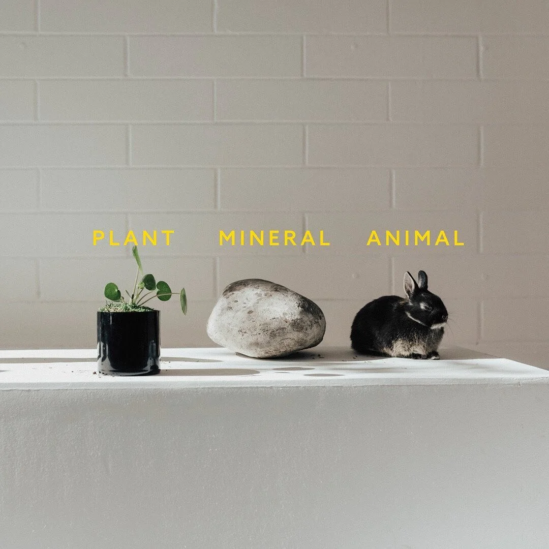 🌱 ⛰ 🐰 
Plants, minerals and animals contribute to the majority of the homeopathic medicinal library. Remedies are established and understood through clinical studies and homeopathic provings conducted using a double blind placebo technique. Proving