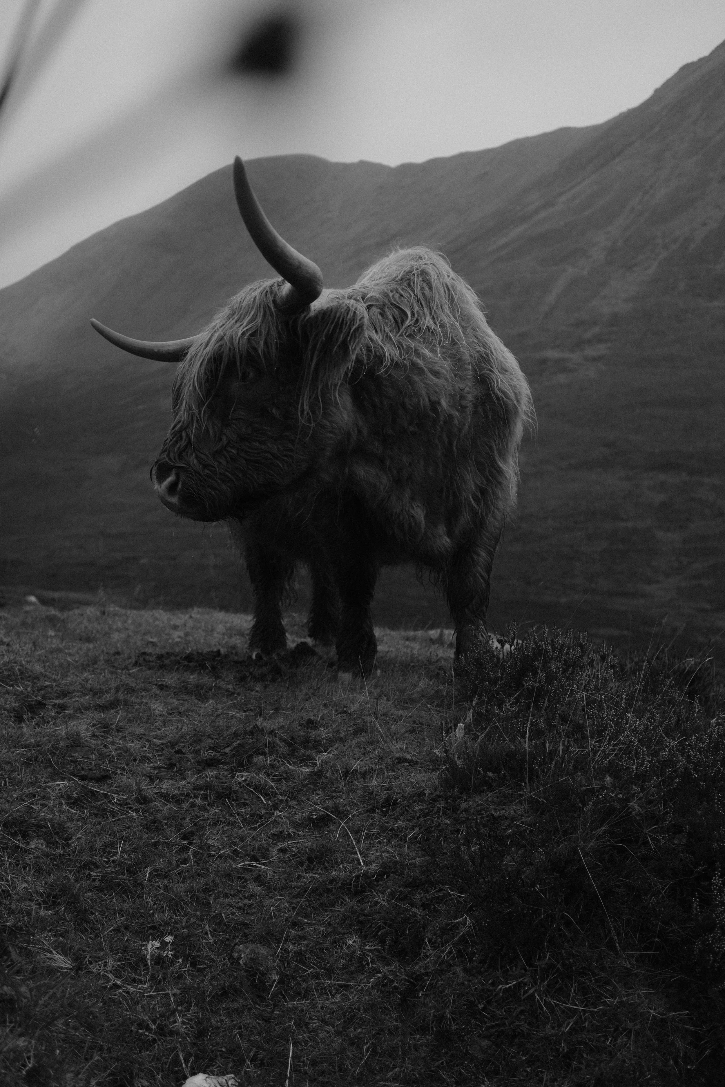 Un animal de type bison avec des cornes, pelage épais, dans un paysage montagneux. L'image est en noir et blanc.