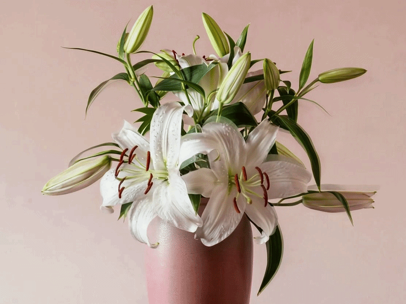 Floral Haven - Branding & Website
