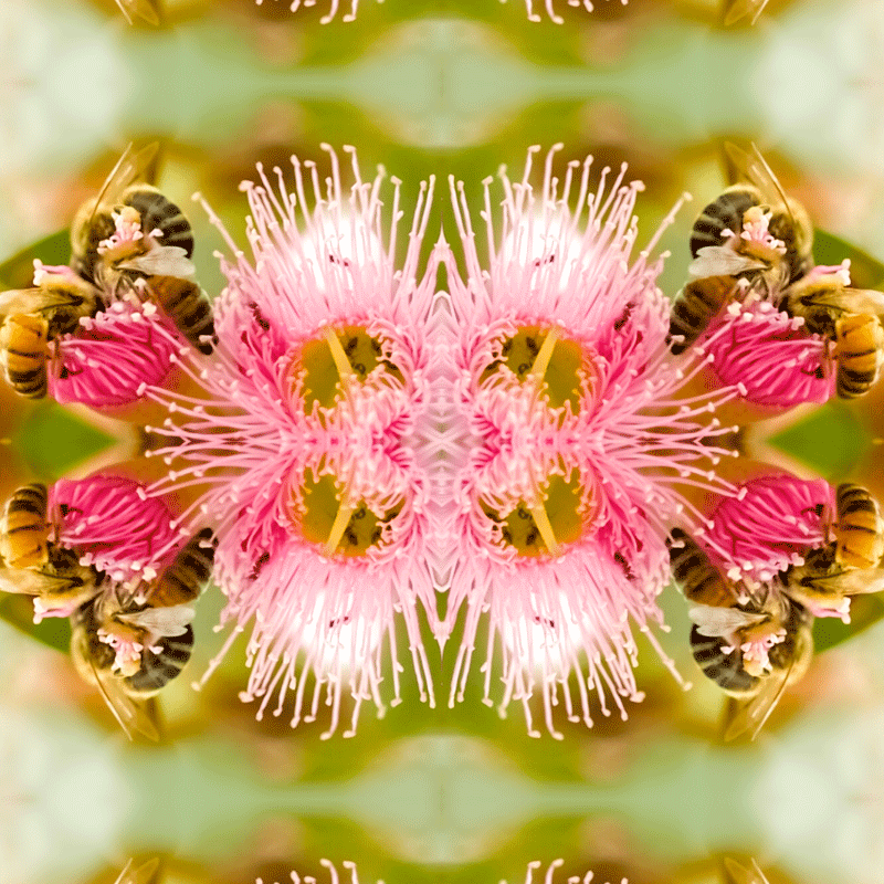 Pink and white flowers with bees at the blooms