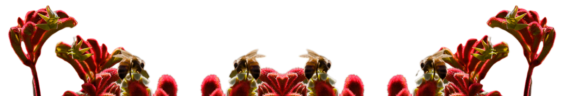 Multiple bees on red flowers with green stems, close-up view.