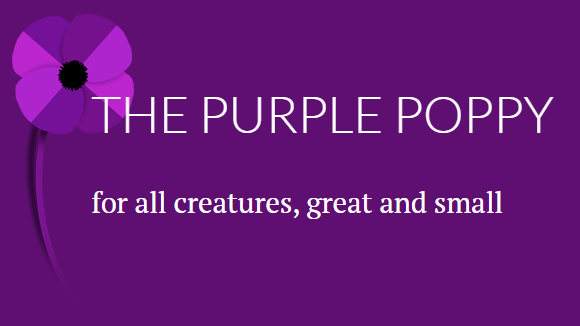 The Purple Poppy