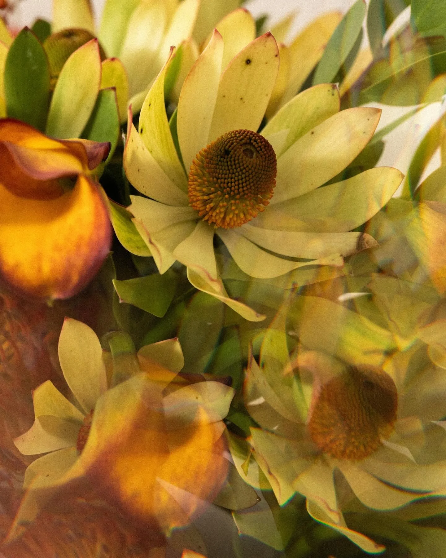 Another beautiful arrangement dropped off to our @smithmadden.agency @papermachemag studio by @buds.onb 

📸 @timothybirch.smithmadden