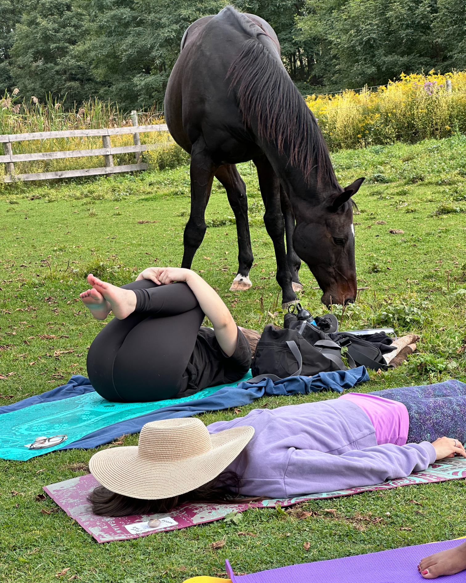 yoga in nature with horses