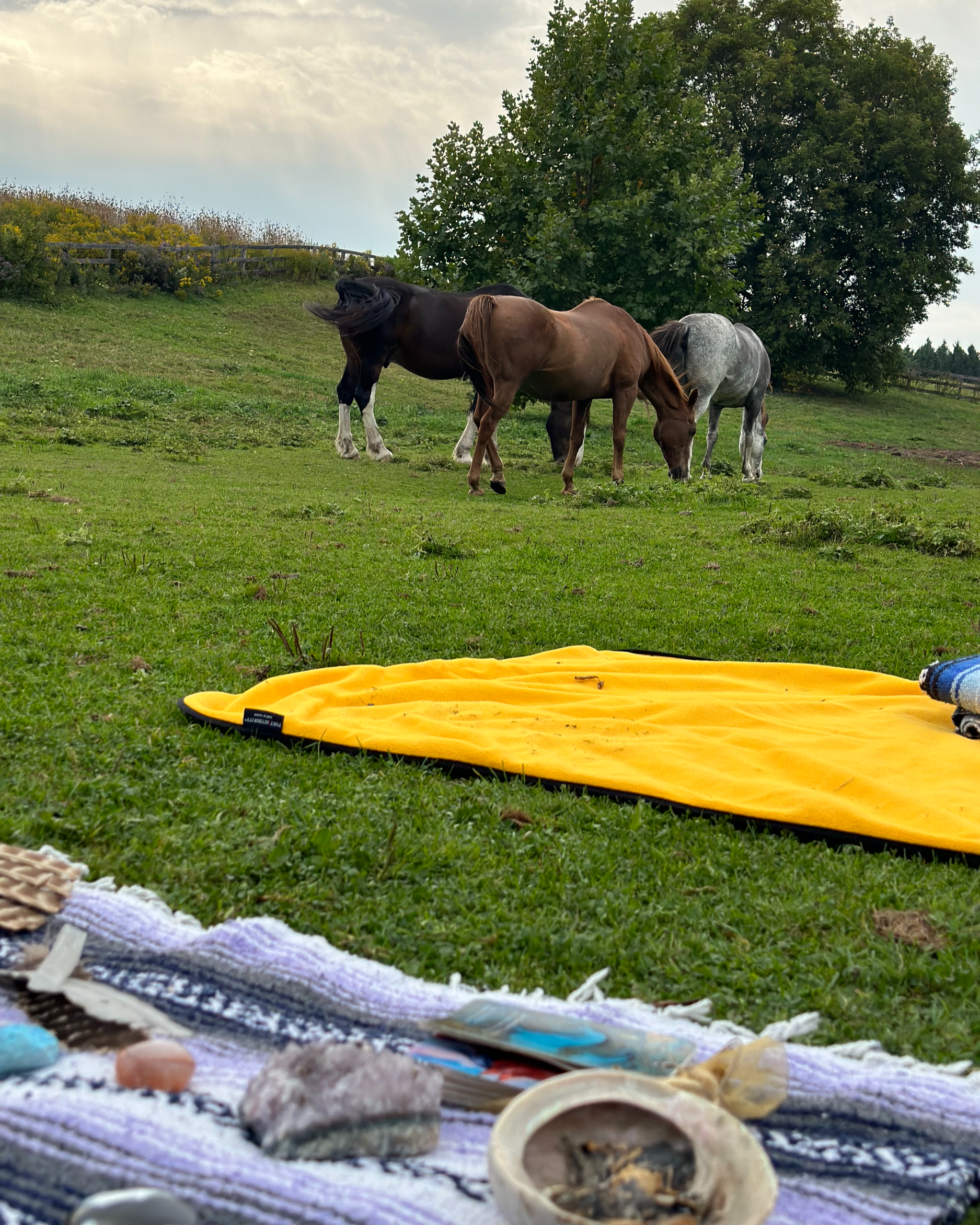 Gentle outdoor yoga class surrounded by horses