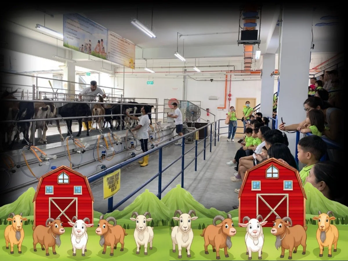 Hay Dairies Farm Excursion