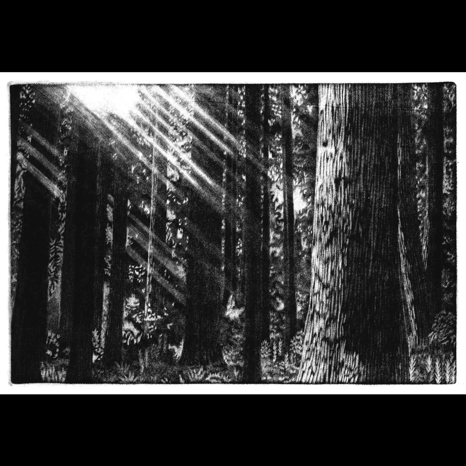 Sun Rays Sequoias