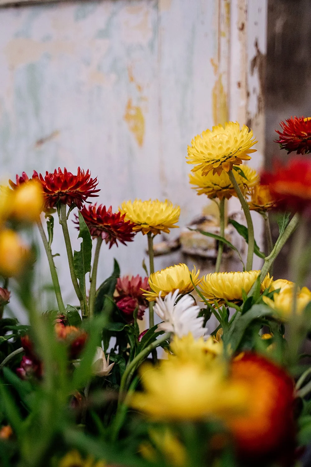Flower Delivery Launceston — Lily at West Tamar Flowers