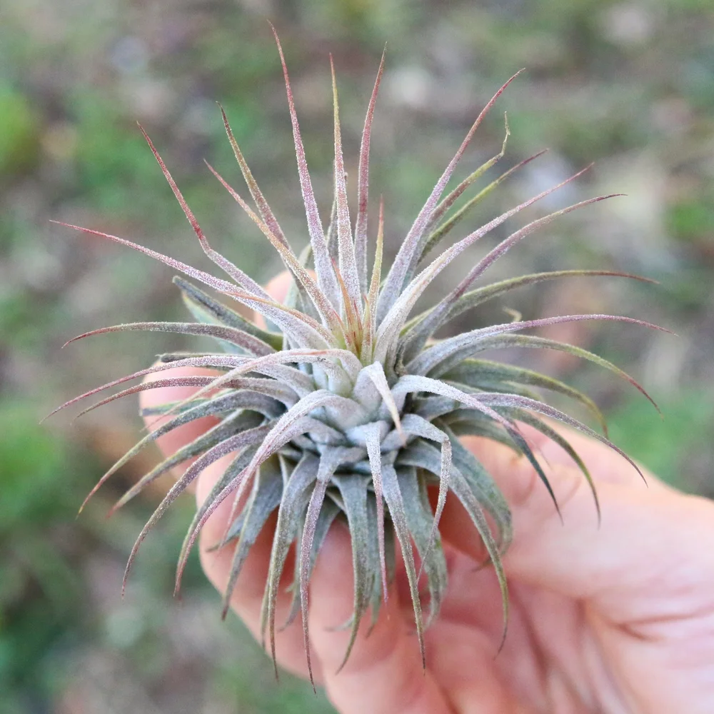 tillandsia Ionantha guatemala airplant  the plant gays