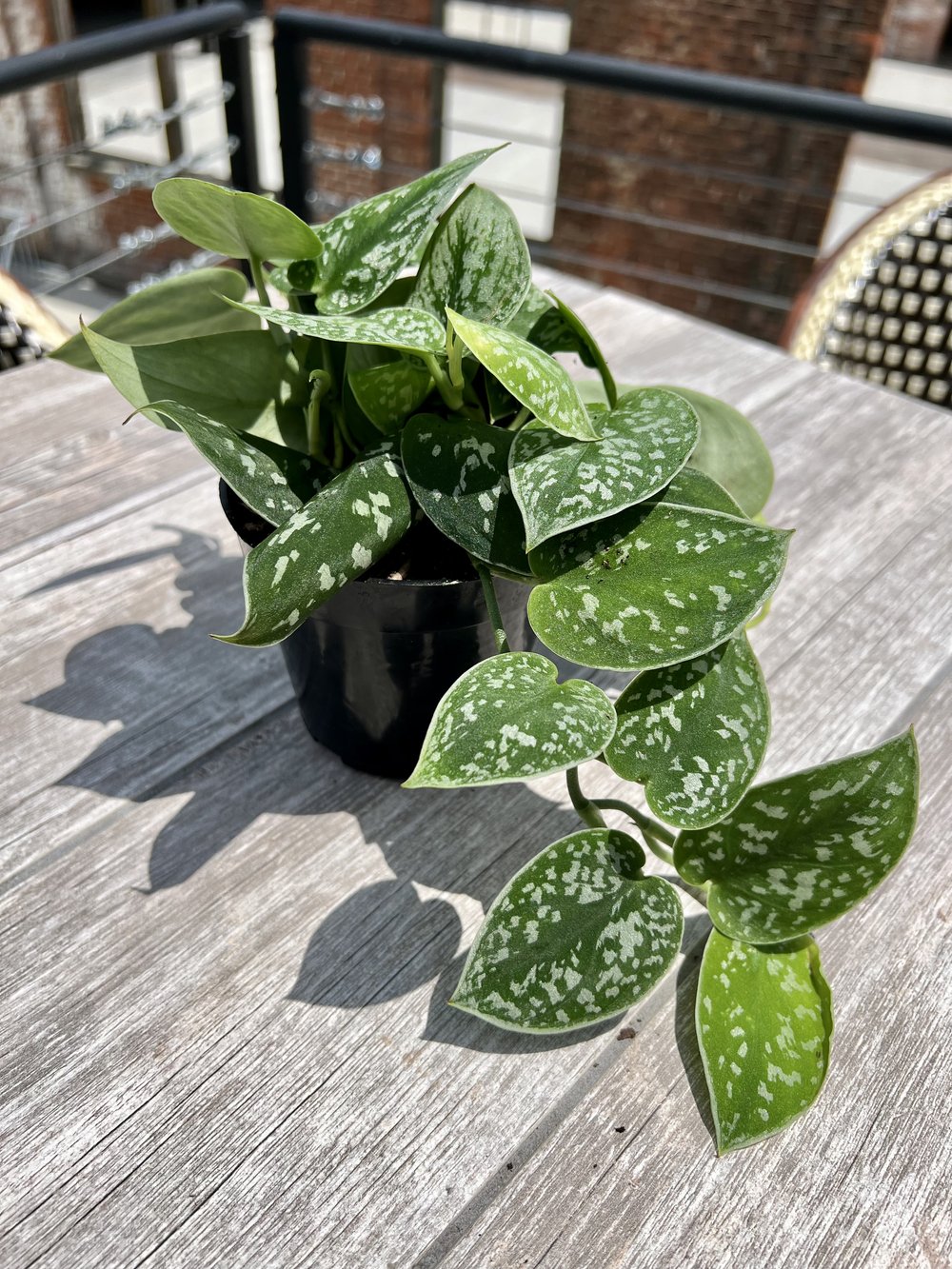SPRING Leaf Shine Spray for Indoor Plants – ROUGE 'N' LOVE ™