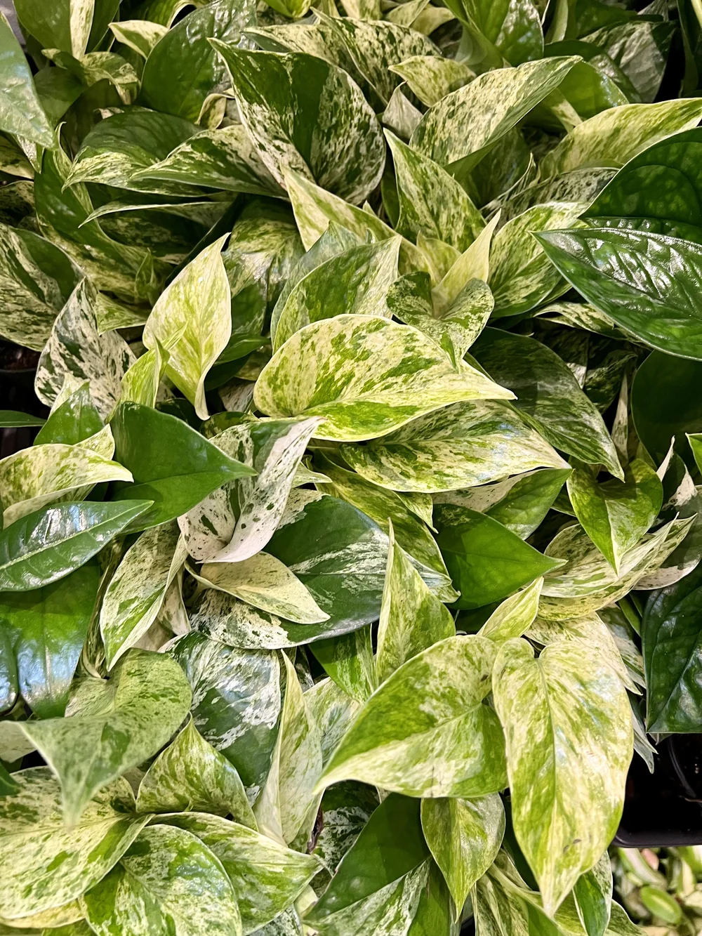marble queen pothos 4"  the plant gays