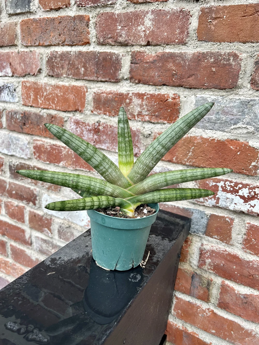 starfish snake plant 4"  the plant gays