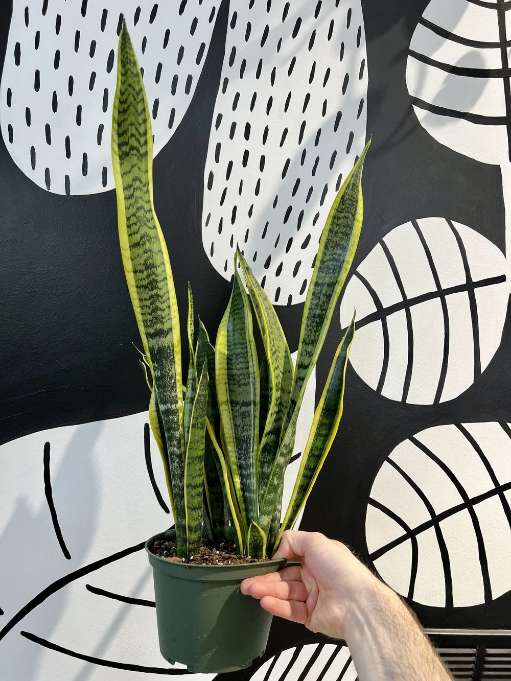 6" snake plant - Laurentii  the plant gays