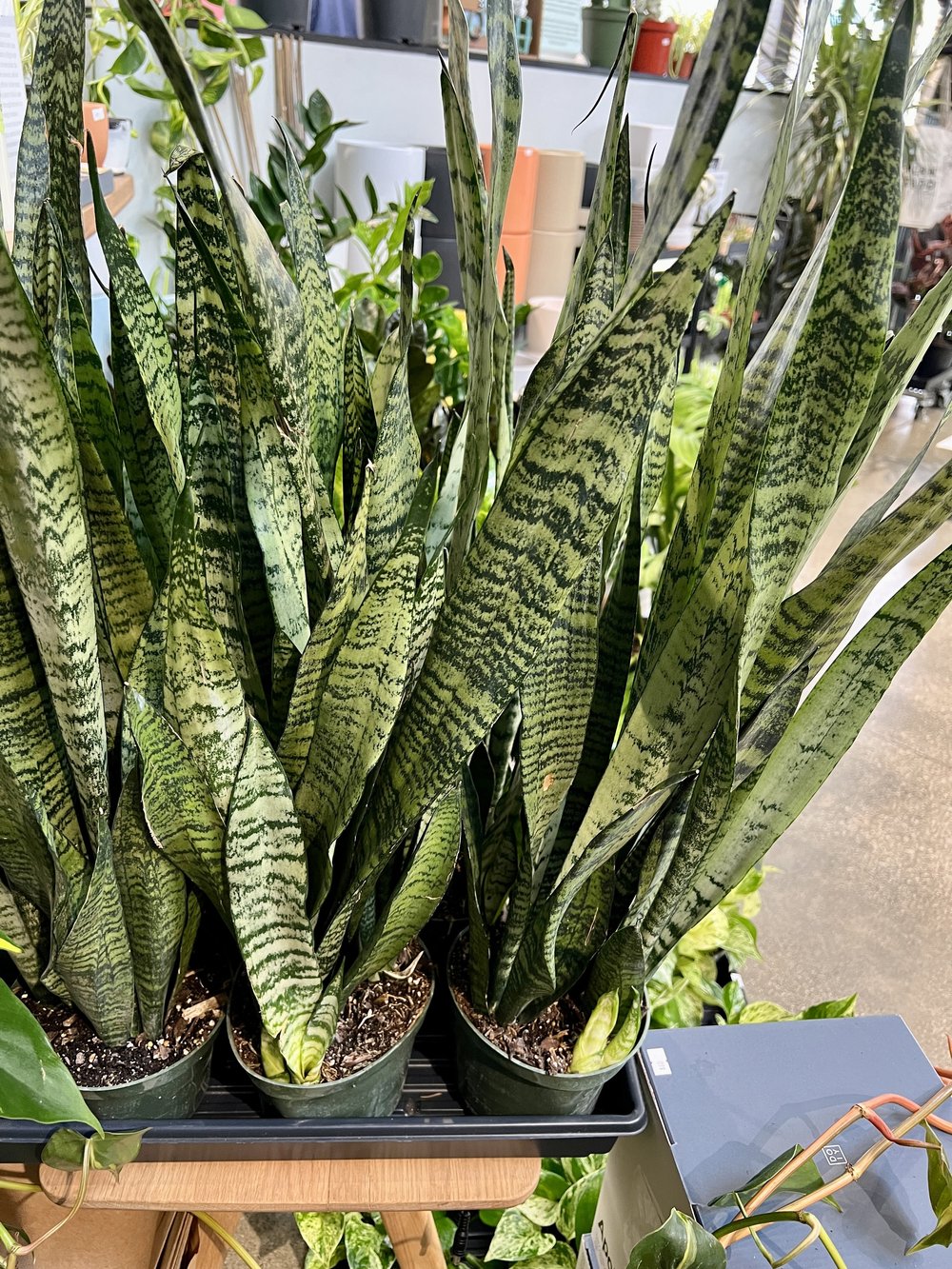 6" snake plant - zeylanica  the plant gays
