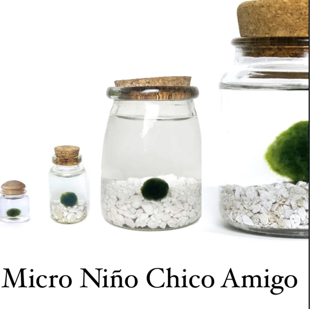 Moss Amigo – Moss Amigos