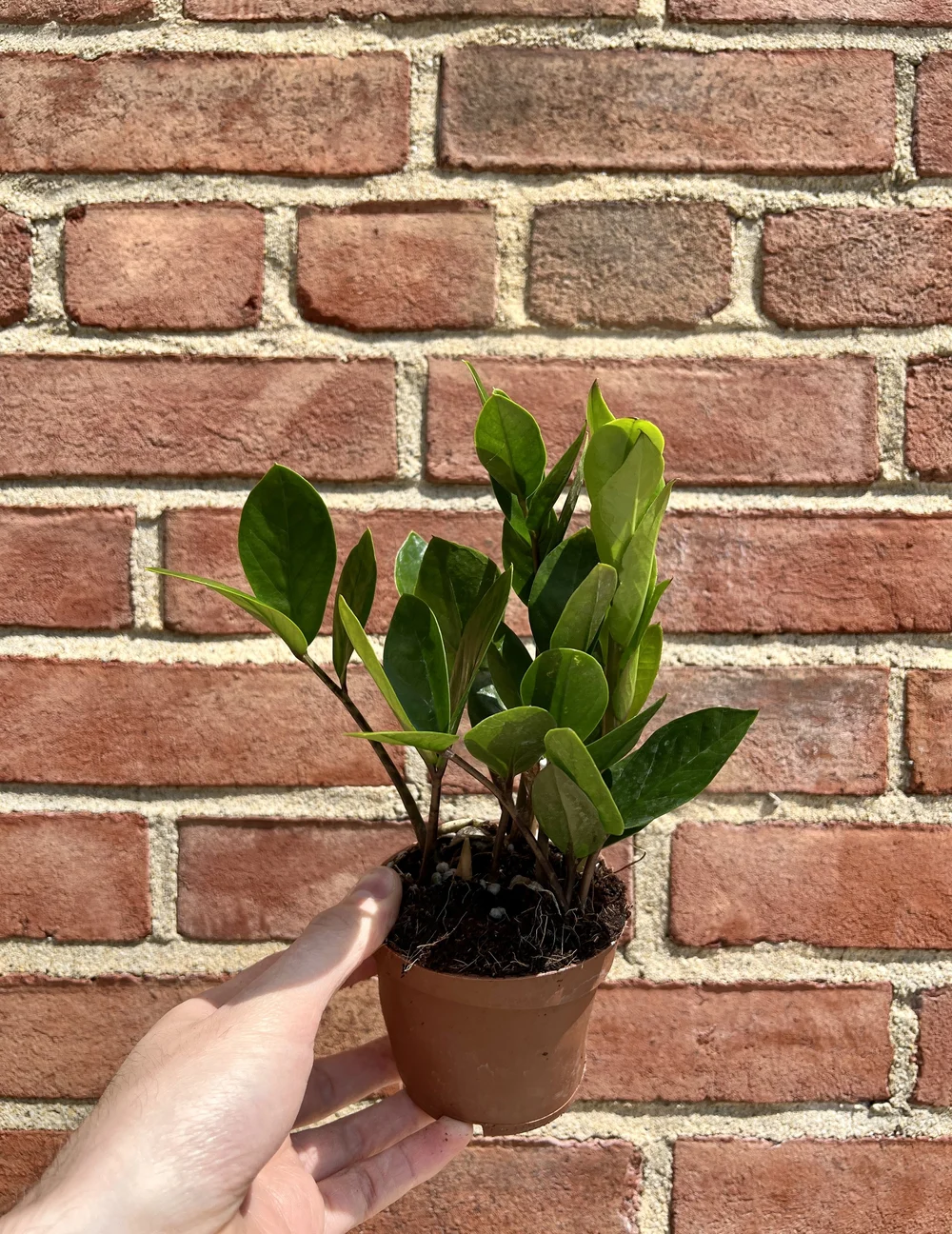 zz plant 4"  the plant gays