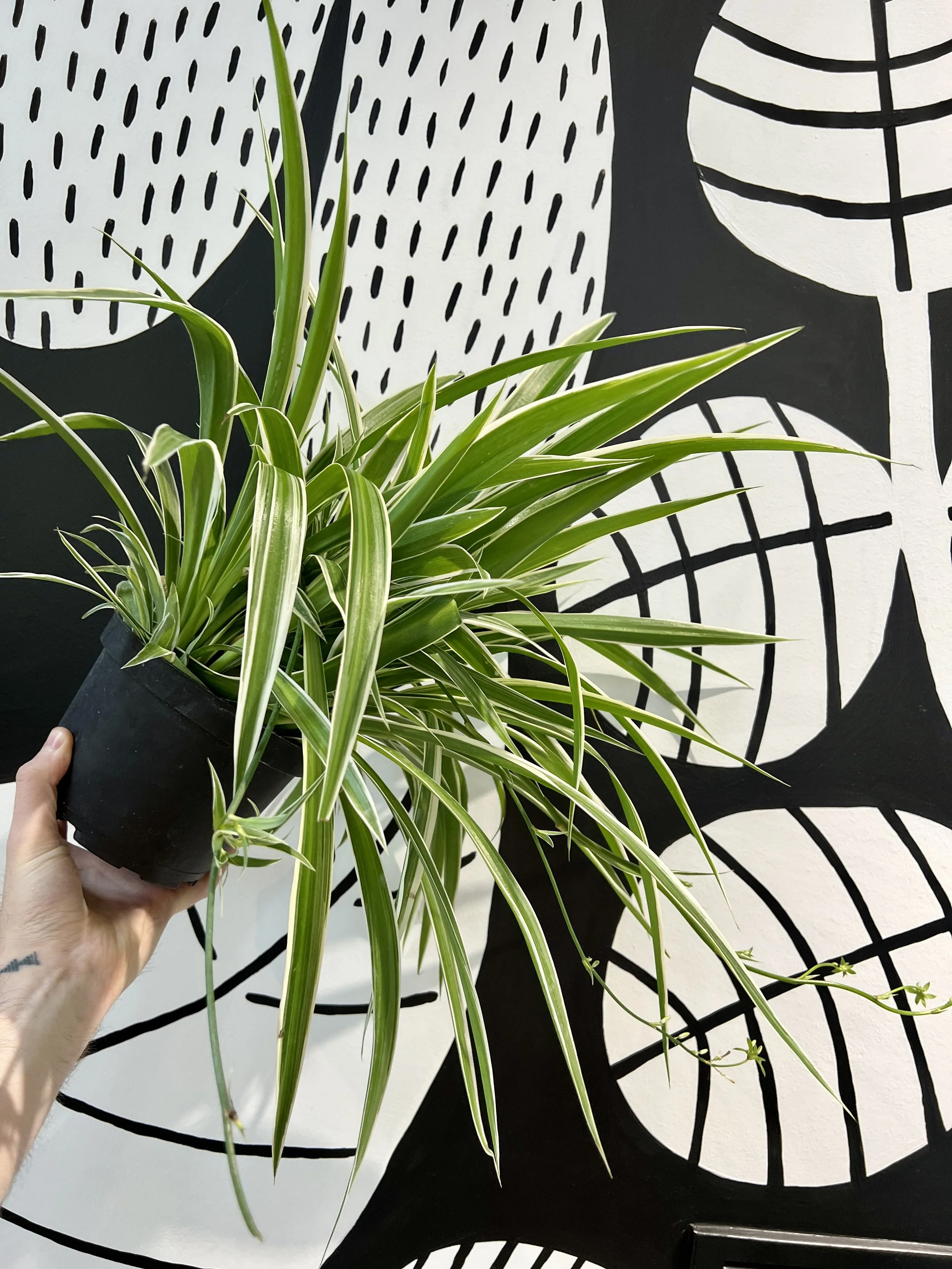 6" spider plant