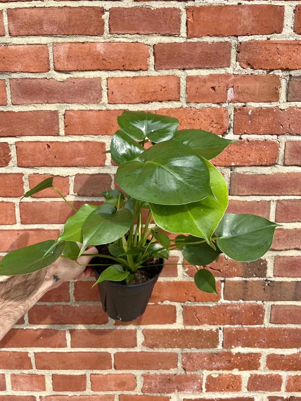6" monstera  the plant gays