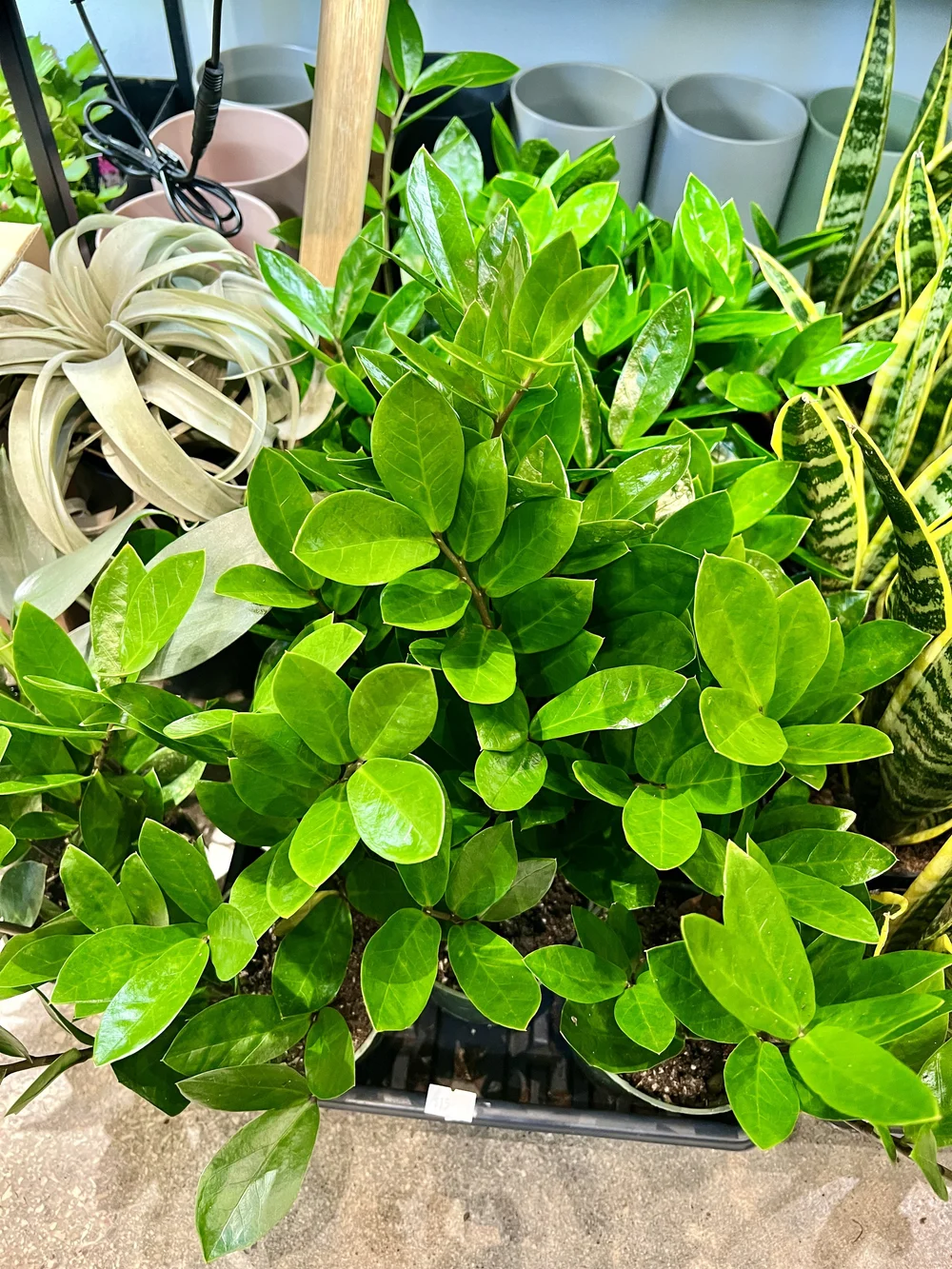 zz plant 4