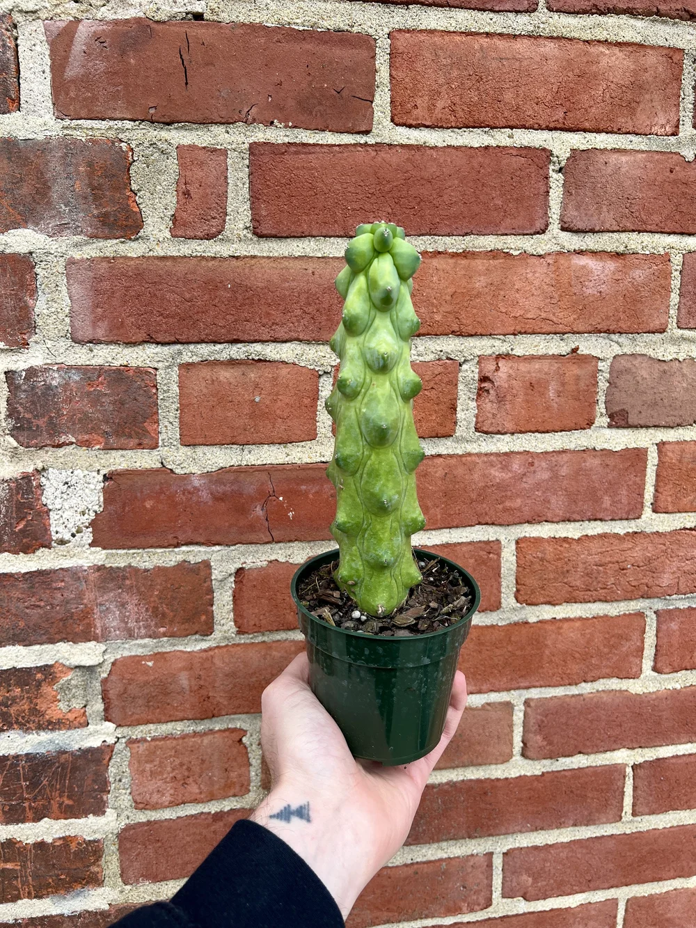 kunstpflanze sander Sansevieria Kunstpflanze 100cm schnell günstig online kaufen main image 1