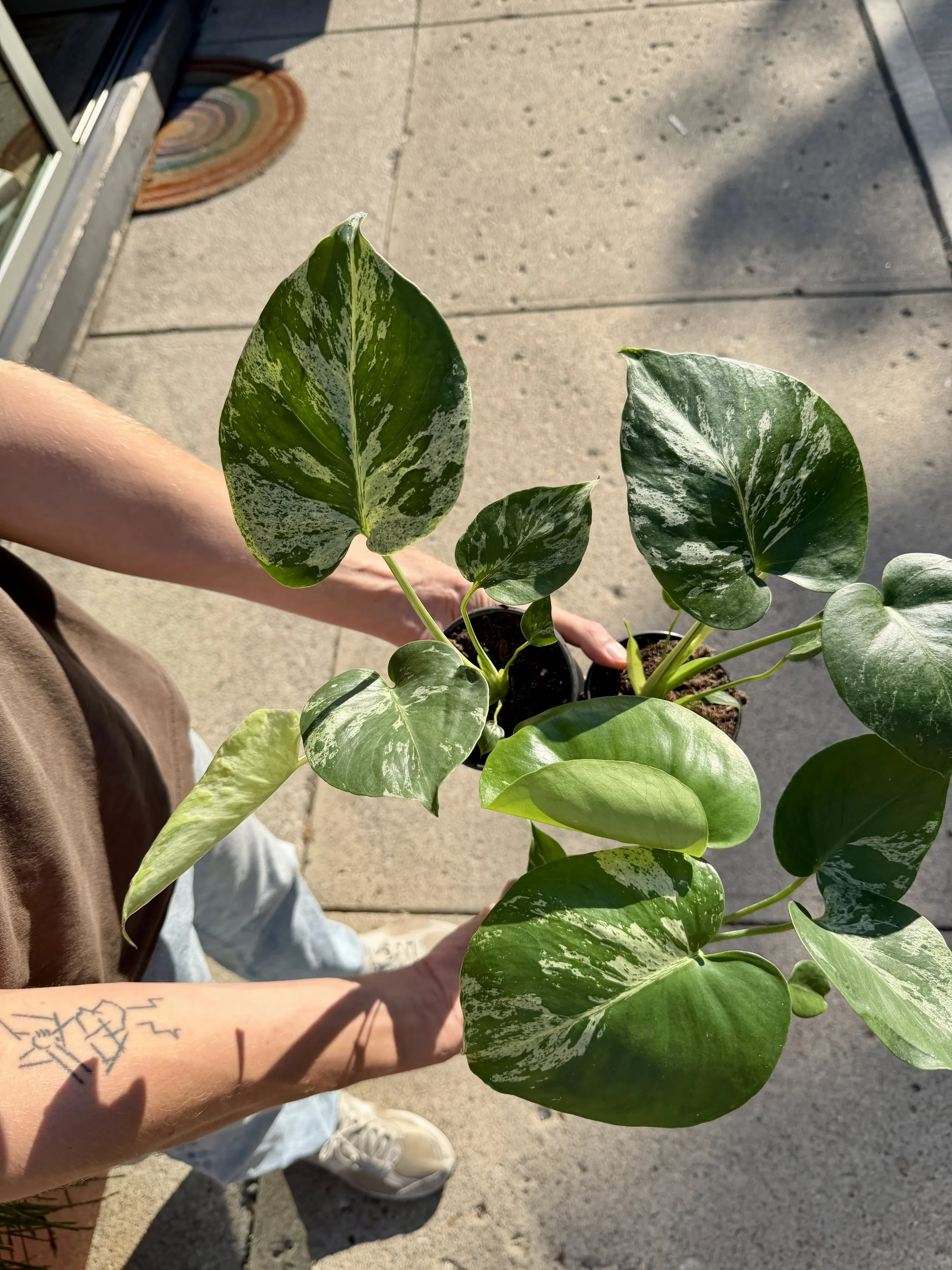 IMG_6054 2.jpg