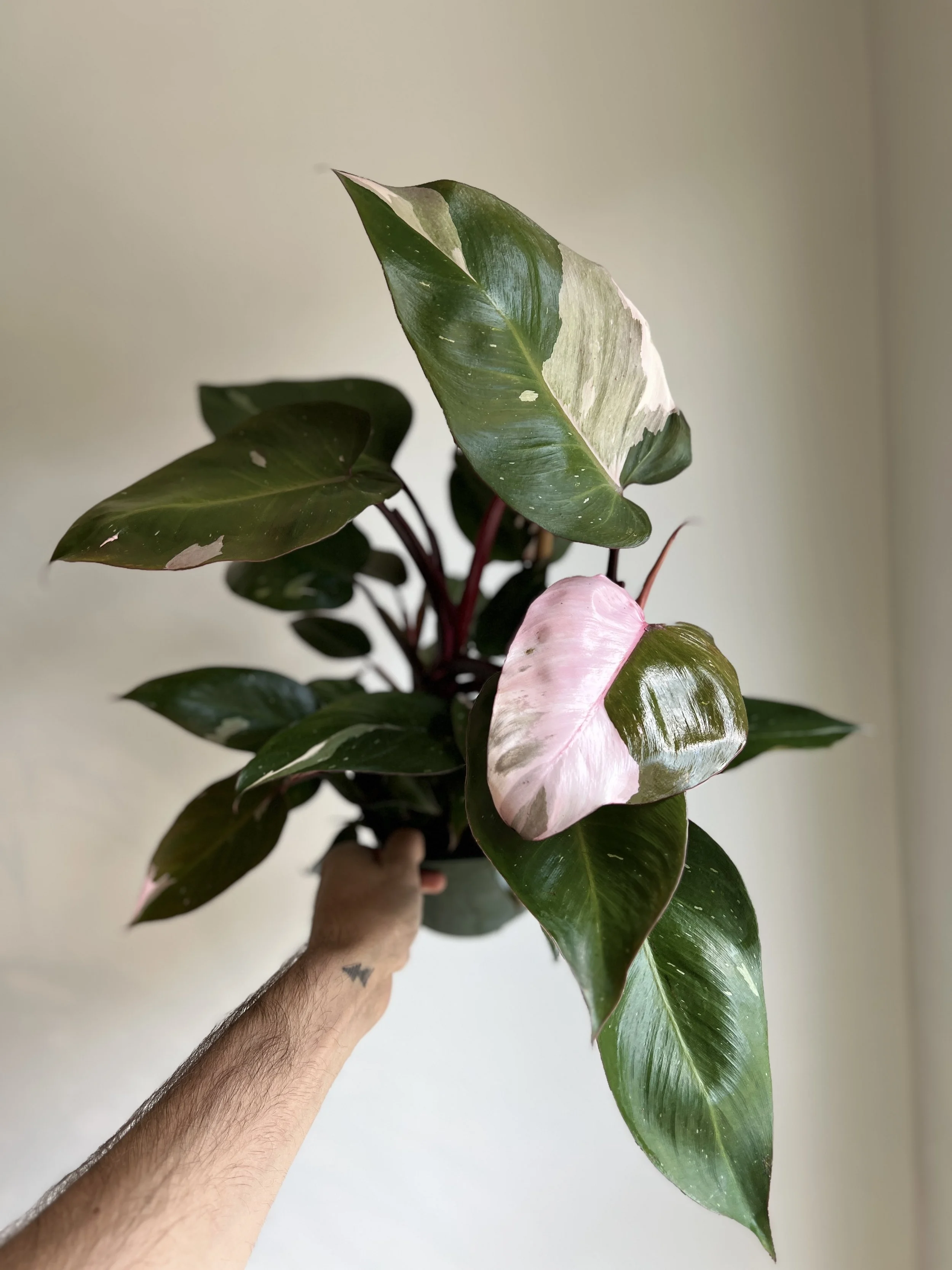 6" philo pink princess