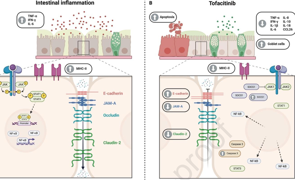 Evelien &amp; Jonas publish review on the impact of JAK inhibitors in IBD.