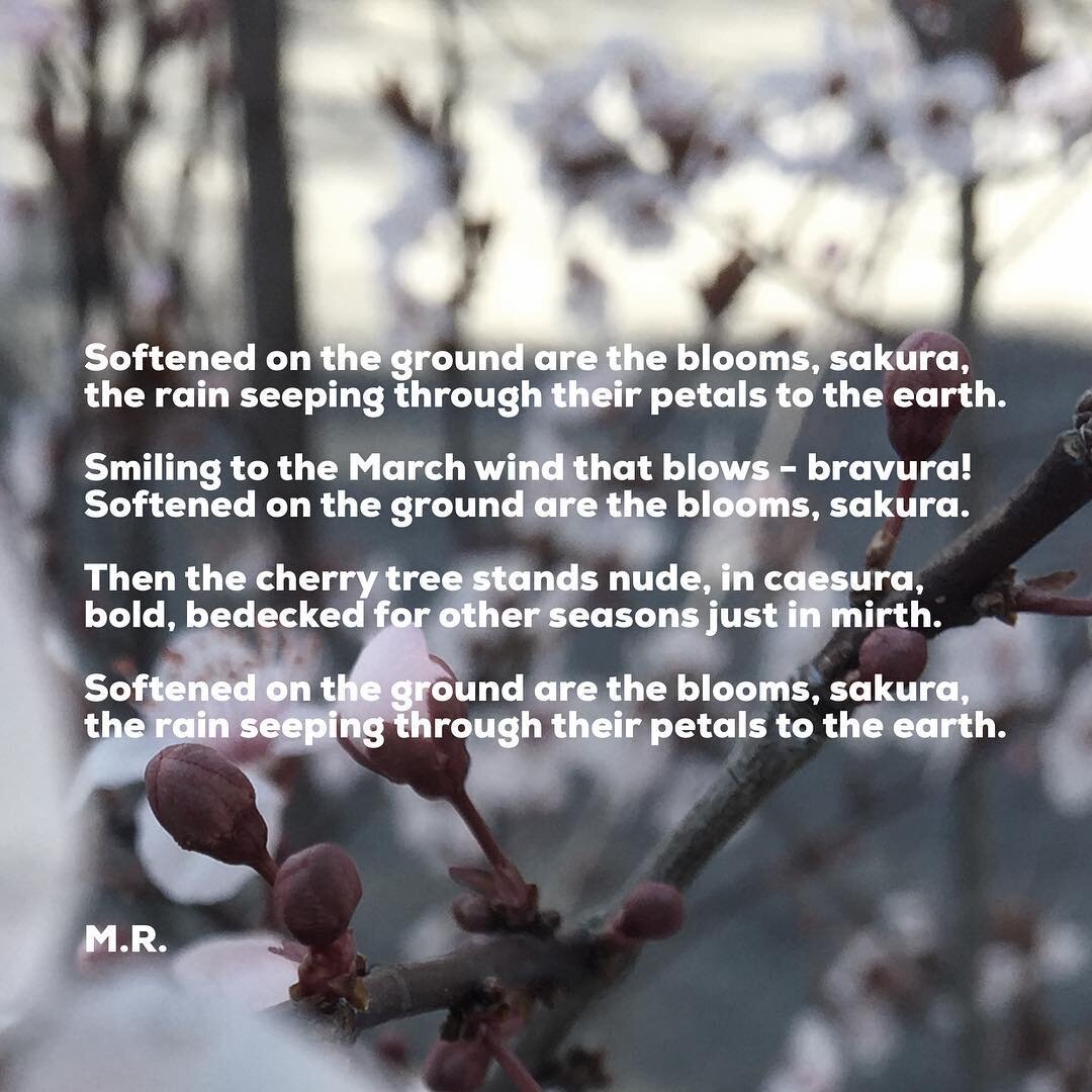Since it's sakura season. 😊. Triolet form.

#artandsoul #courageouscreative #createshareinspire #creativewriting #creativelifehappylife #creativityeveryday #fortheloveofwords #igpoets #igwriters #poem #poetry #poetrycommunity #poetsofinstagram #word