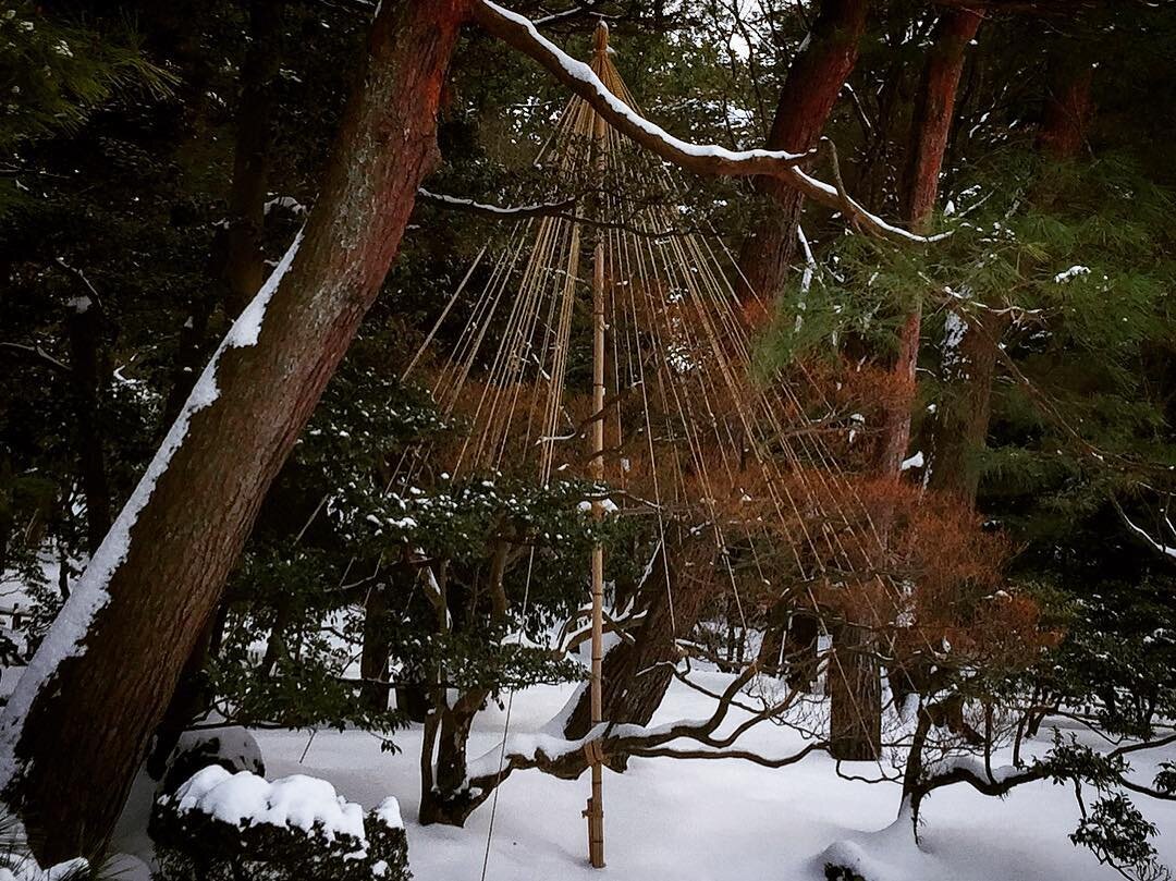 #snow #tree #naturephotography #nature #garden #moodygrams #wu_japan #instagramjapan #ig_japan #jp_gallery #lovers_nippon #beautifuljapan #kanazawa #kenrokuen #travel #travelgram #letsgo #letsgosomewhere #tone #composition