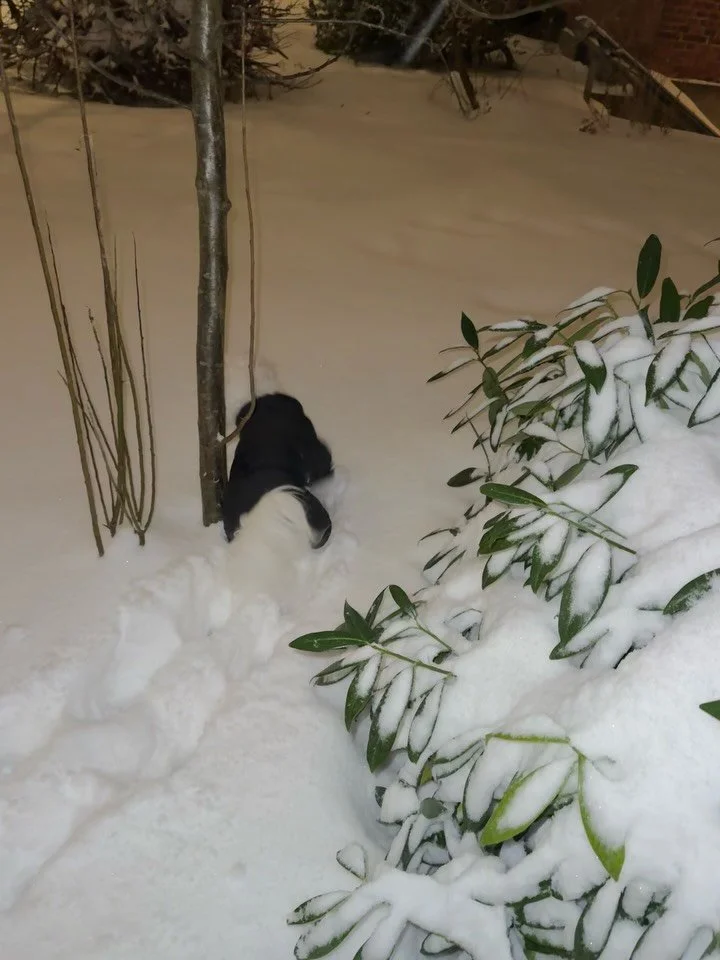 Gennem snedriver p&aring; vej til MorgenYin ❄️🤍🐾