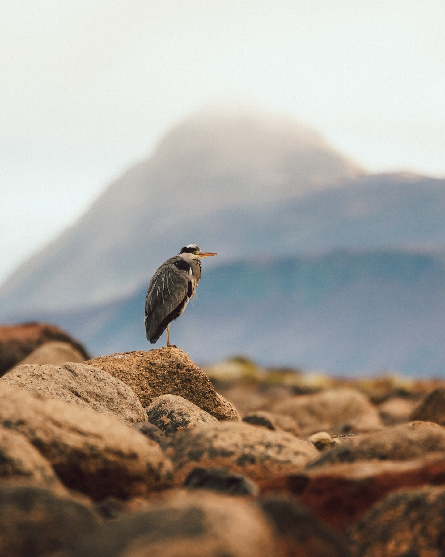 Channeling my inner @rachelbigsby whilst on the isle of Arran a couple of weeks back ☺️😂.

This heron was super chill whilst we wondered around on the beach just outside the van. 

I&rsquo;m also super impressed by the @nikoneurope 150-500 lens that