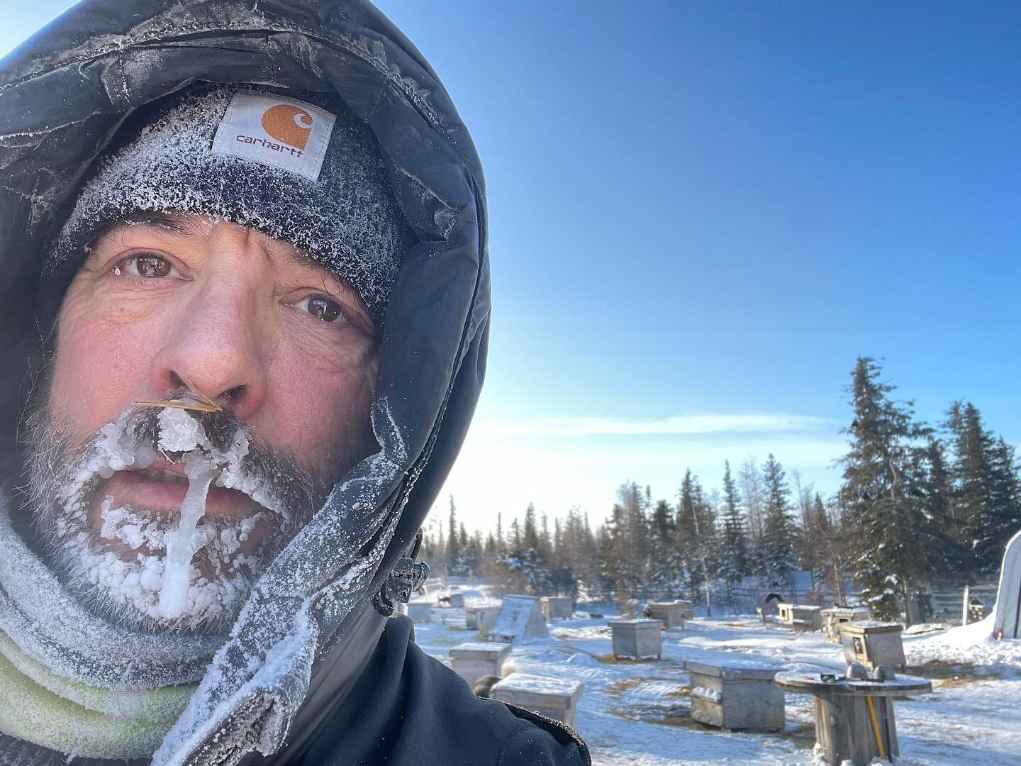 -36 and -50 with the wind, all the dog houses cleaned, scraped and new fluffy clean straw installed! Happy Dogs on a cold day! -57 tonight coldest night of the year so far! #dogdaysofwinter #happydogs #dogsledding #teamwapusk