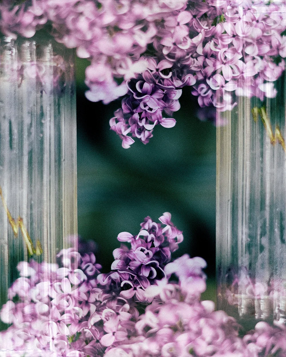 double exposure of purple lilacs and the number 8 in the middle of them