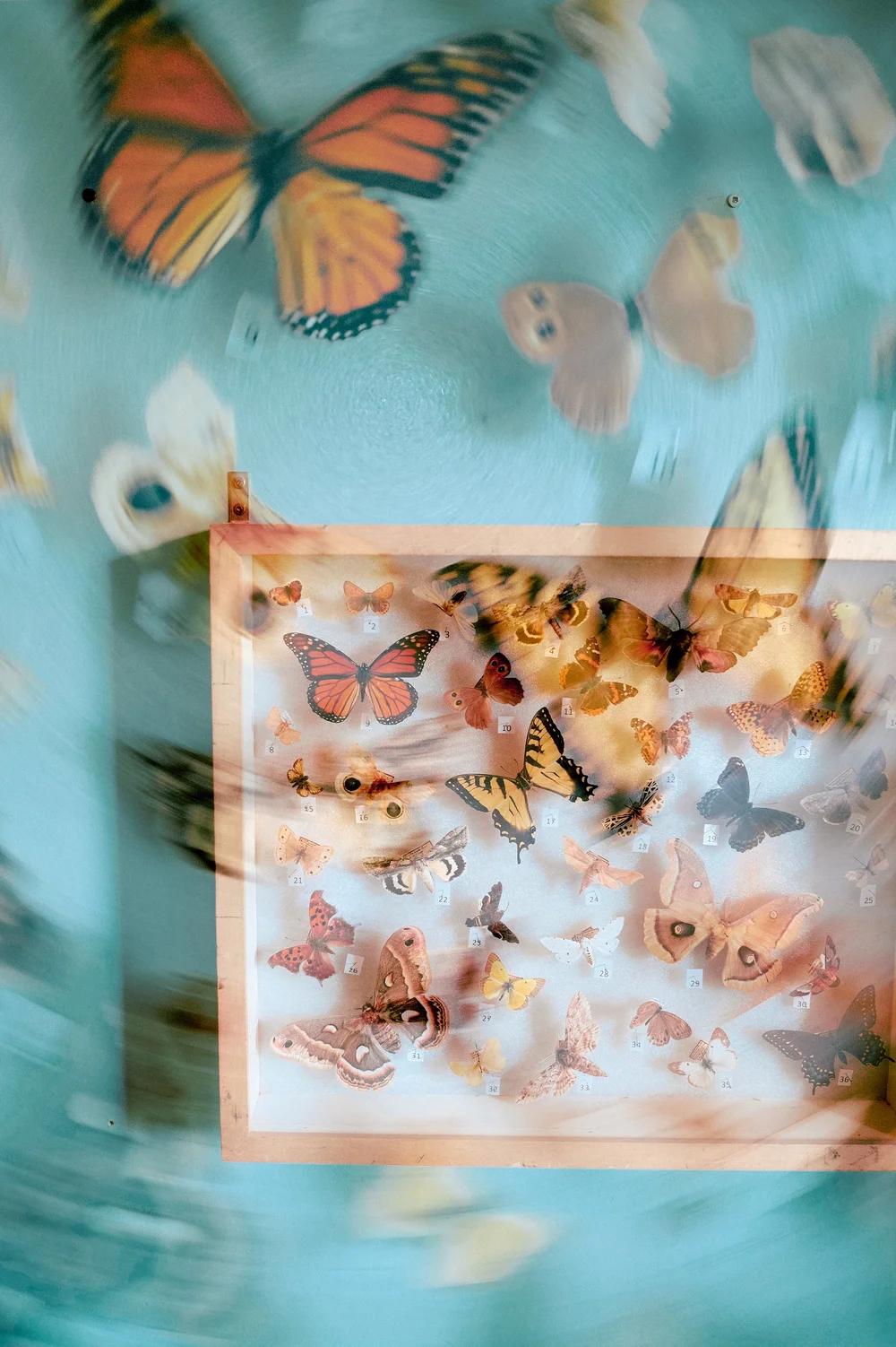 double exposure photo of butterflies emerging, flying and swirling around breaking free from an enclosed glass frame