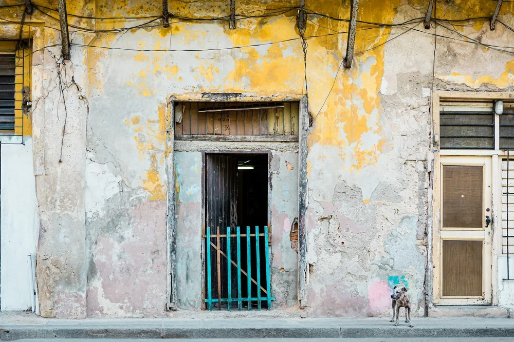 stray dog on the streets of havana, standing beside a blue gate.