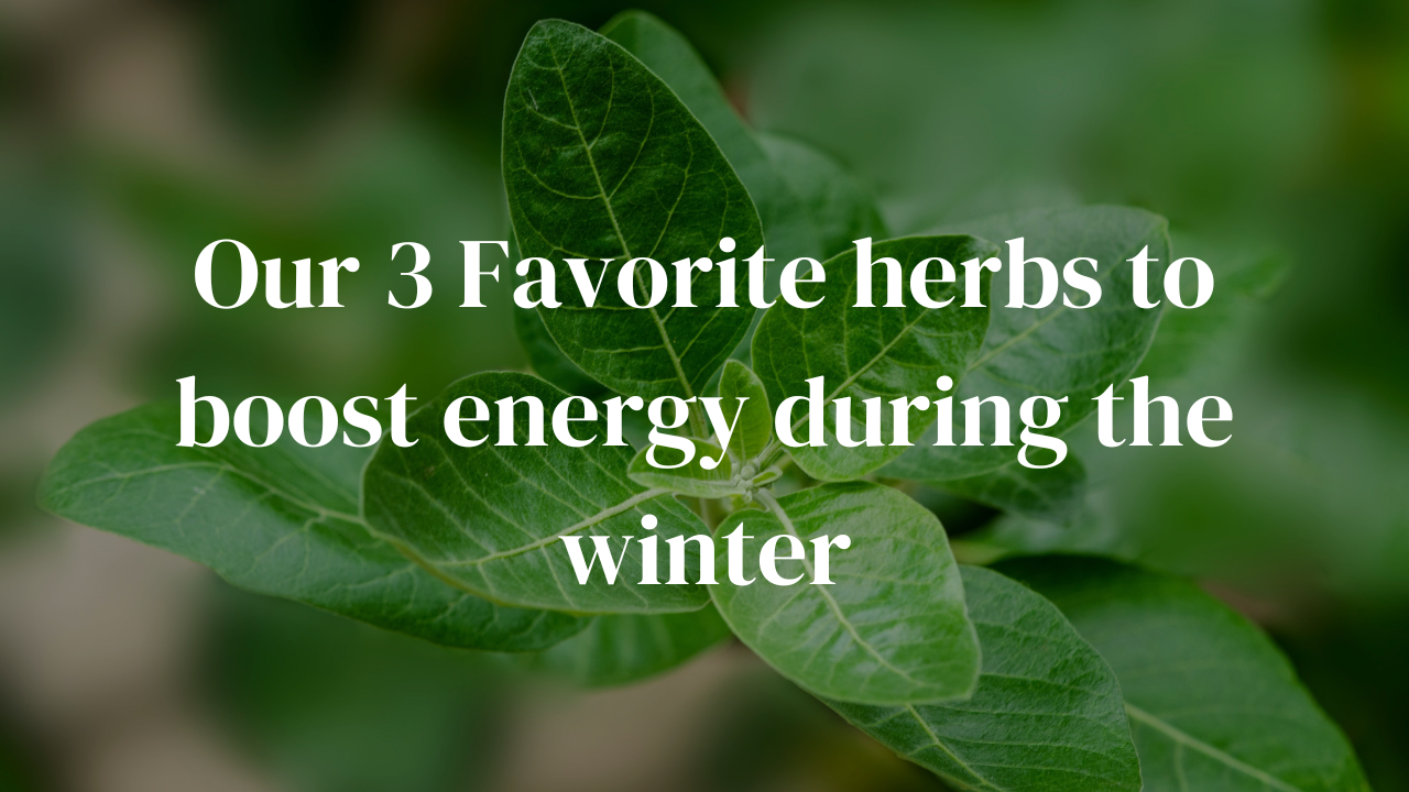 Our 3 Favorite Herbs to Support Us Through the Winter