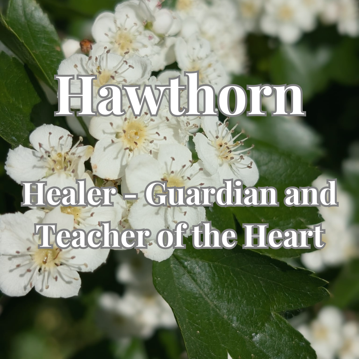 Hawthorn