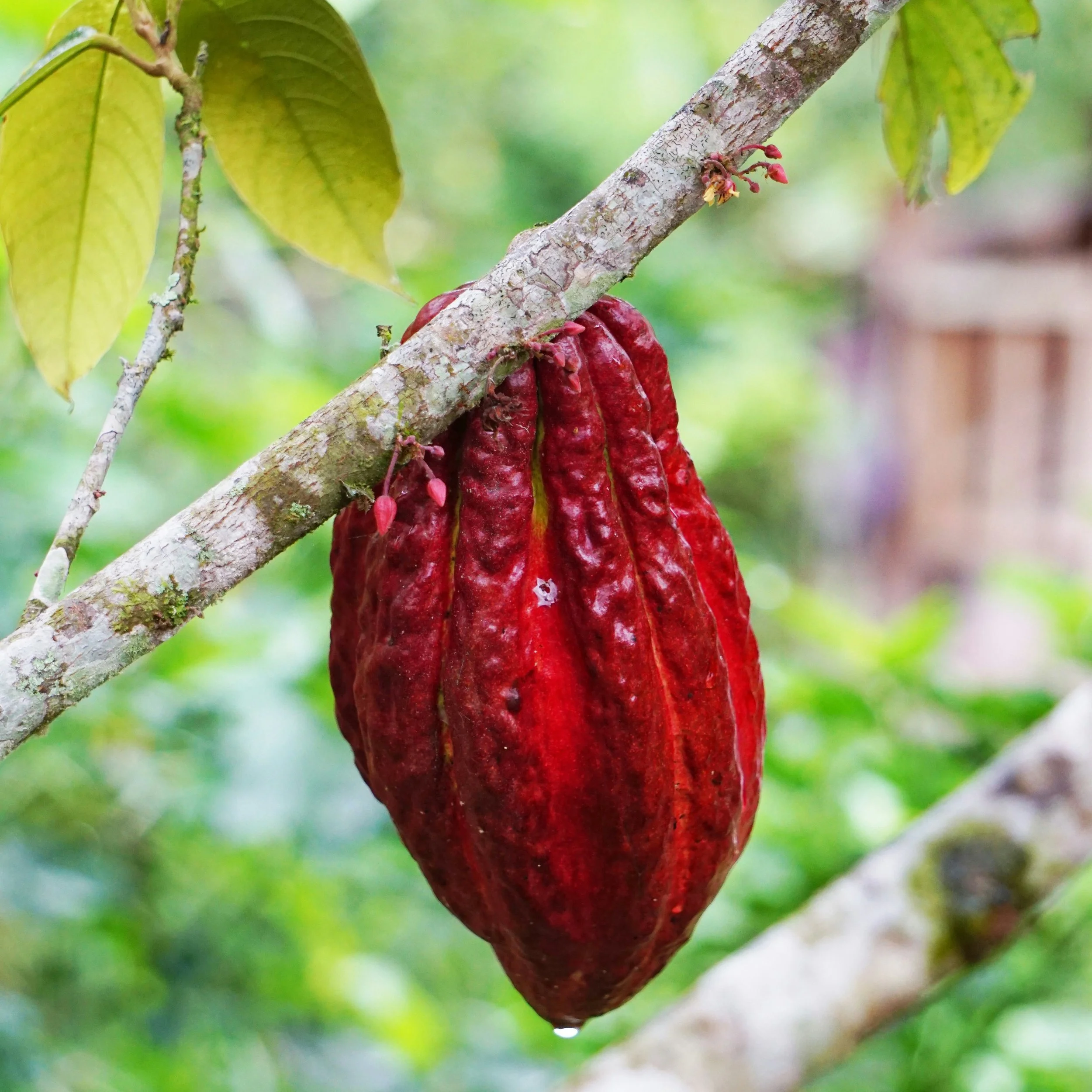 Cacao pos and flowers on a tree