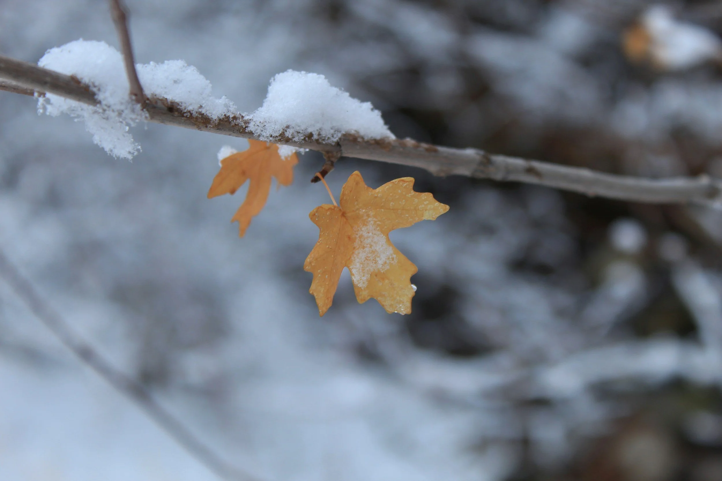 Sota Clean: Commercial Solutions for a Midwest Winter Refresh! 