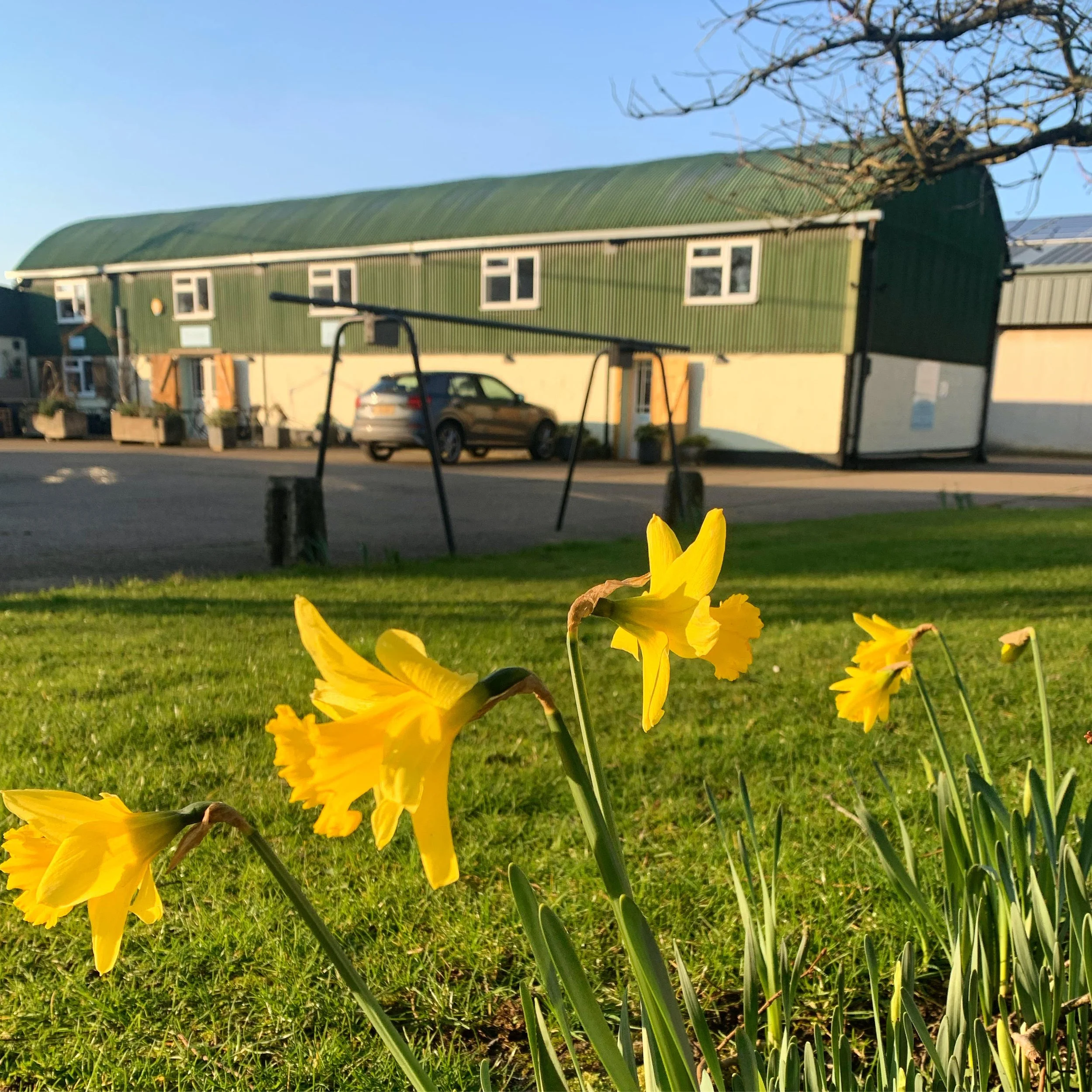 Daffodill Haybarn.jpeg