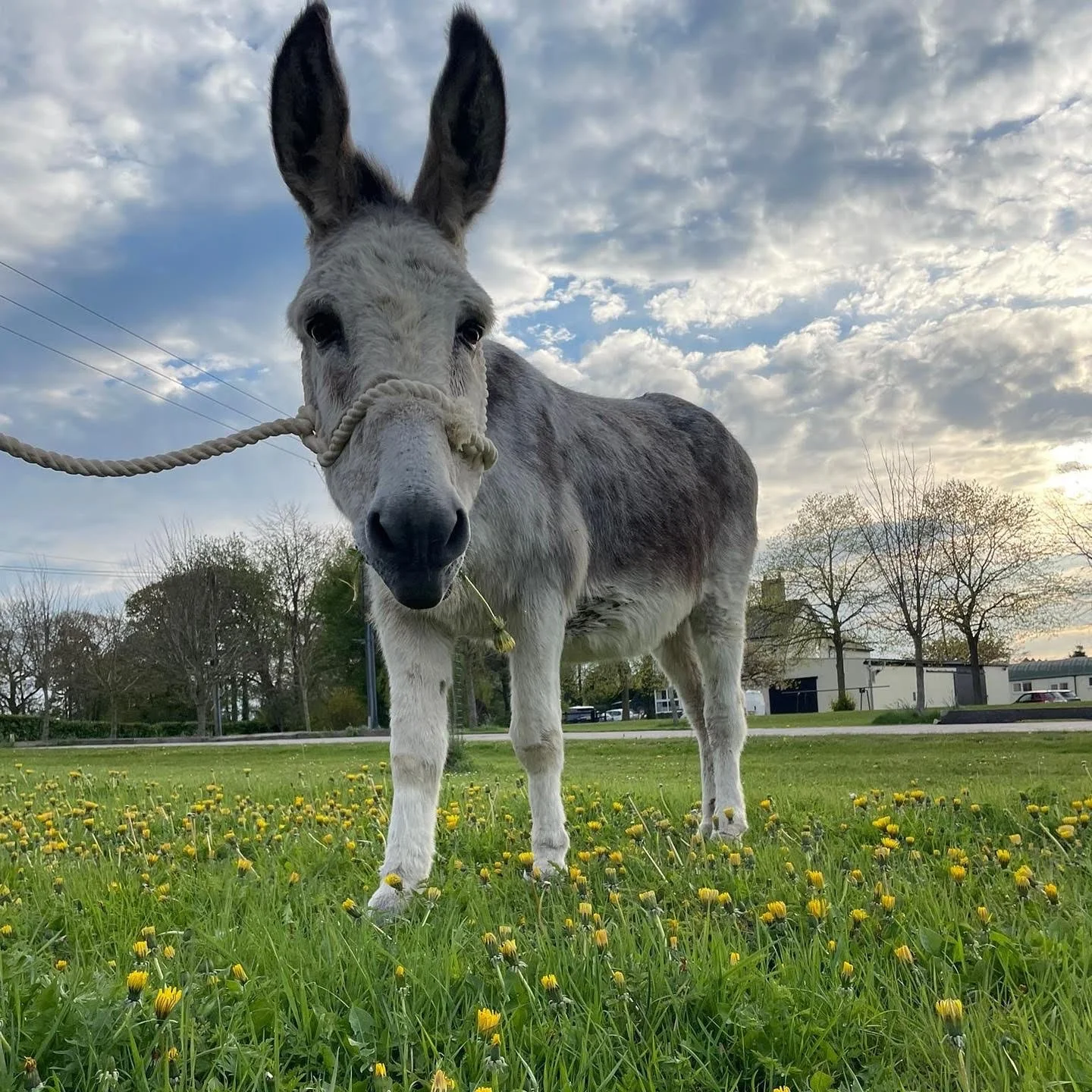 Donkey.jpeg