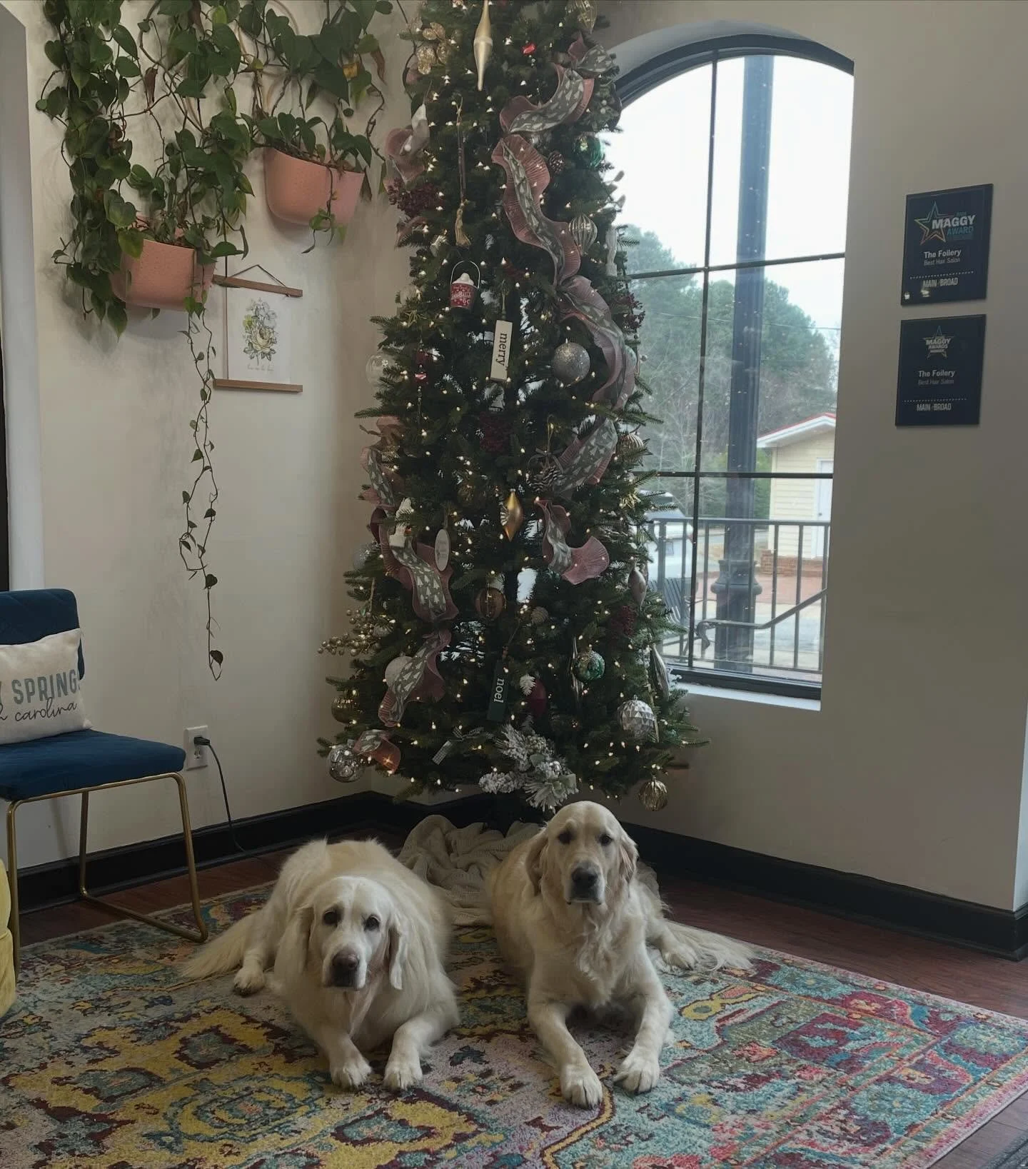 🤍These two beauties steal hearts every 4 weeks when they come in to see us.  We love the pups at The Foilery!  If you are ever in when Gracie and Dixie are in they will love meeting you and getting all the snuggles.